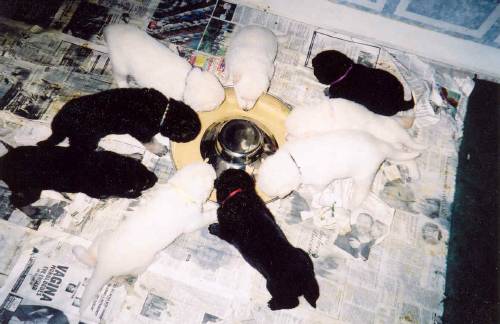 the 'C' litter at PHS, one of the white pups (dressed in lavender) is our 'Chloe', and another white pup is 'Capone'