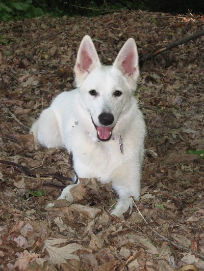 Lily at her second Dog Scout Camp at 18 months old