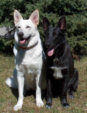 Chloe and Miss shortly after they were bred, Fall 2004