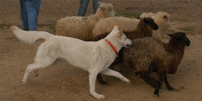 Chloe herding at 2003 AWSA nationals