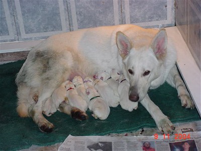 Chloe and the 'F' Litter, taken just after birthing completed