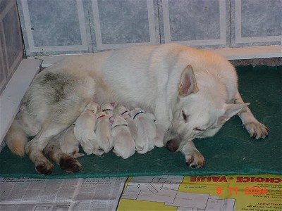 Chloe and the 'F' Litter  nursing after birth
