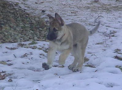 Hollie having a romp at a friend's in the snow