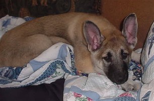 Hollie loves laying on the couch!  9 weeks