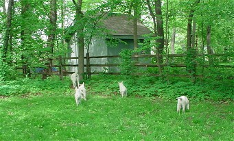 And, off they go!!!   Jada leads the pups into the woods for some exploration...