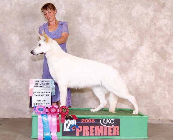 Kyndzie's first Premier!!  She earned her Championship at our UWSC National Specialty, 
		   and her Family Obedience title in Dog Sport!!!  Wow, What a weekend little girl!