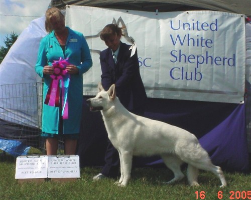 Kyndzie earns her UKC Championship at the 2005 UWSC Nationals with a BF and a BOW!  (6/2005)