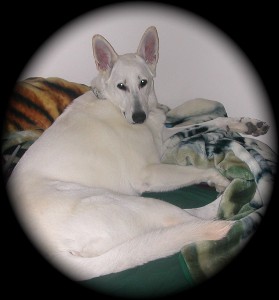 Luna lounging at home, 2007