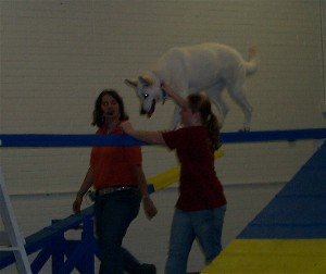 Luna learning the Dog Walk in her agility class, with owner/Handler Kayla