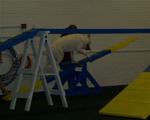 Luna on the Teeter at agility class