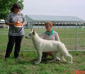 Dara at her first specialty shows; this picture is for AWSA Best Puppy in Specialty Show; she also won Reserve Winners' Bitch and multiple Best Puppy awards during that same weekend